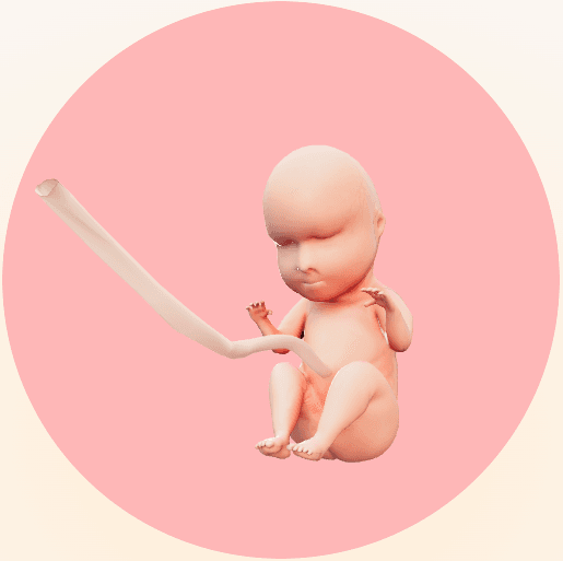 fetus image